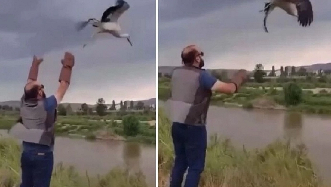 Tedavisi tamamlanan leylek doğaya salındı