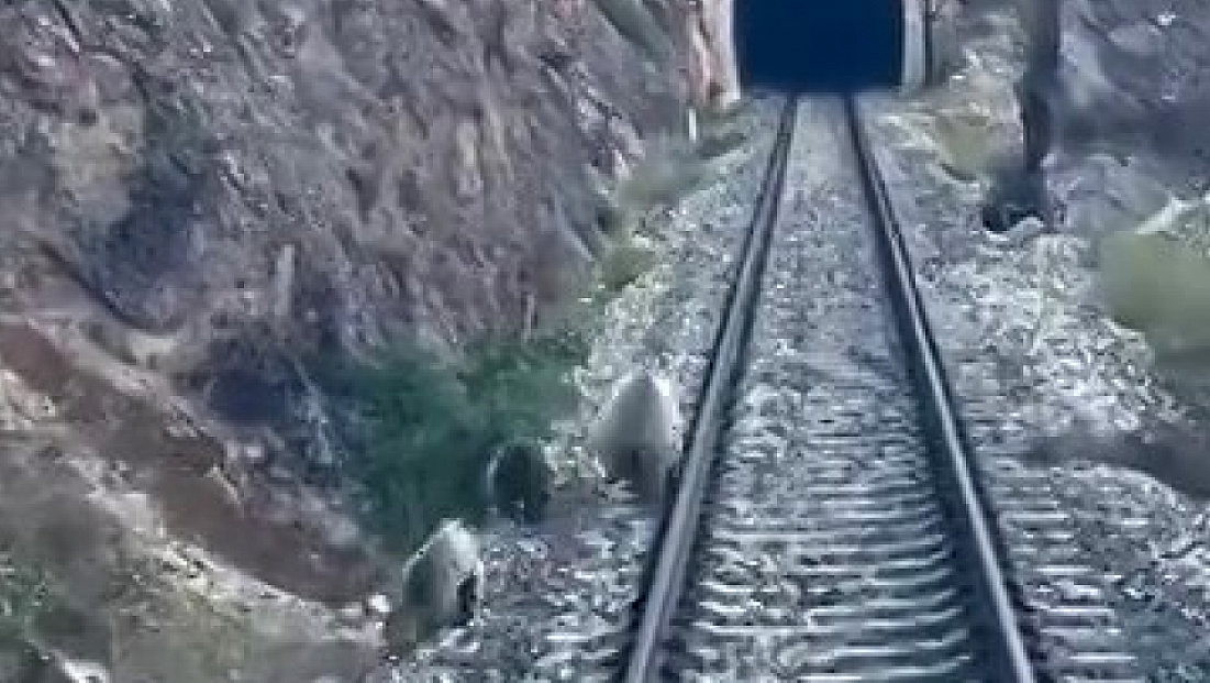 Tren yoluna çıkan ayılar panikle kaçıştı