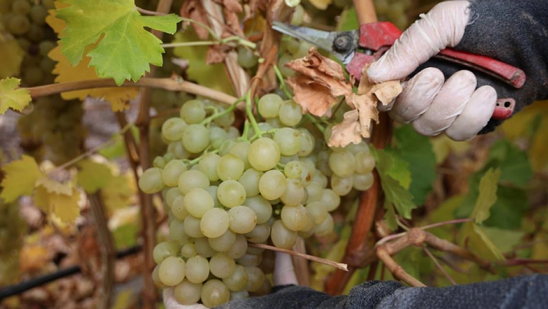 Üzüm hasadına don darbesi: Rekolte yüzde 80 düştü