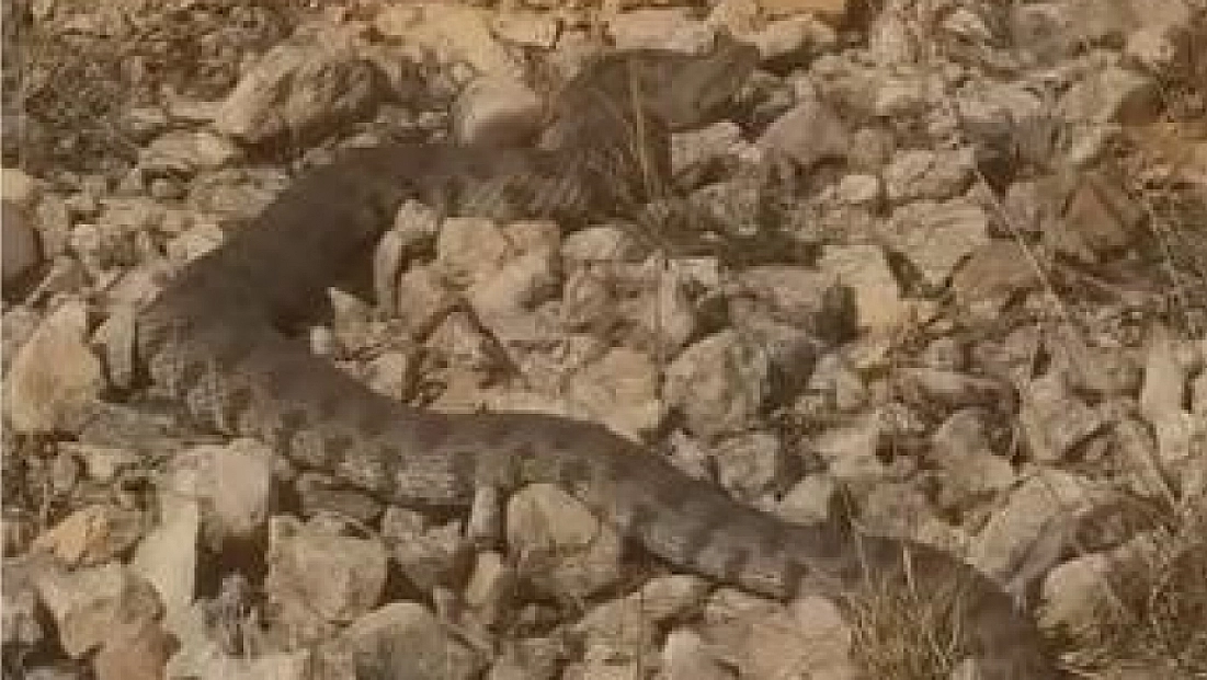 Vatandaşın soğukkanlılığı şaşırttı