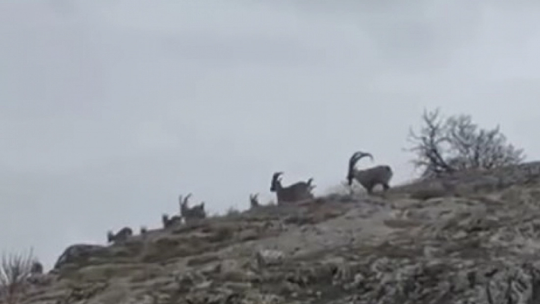 Yaban keçileri sürü halinde görüntülendi