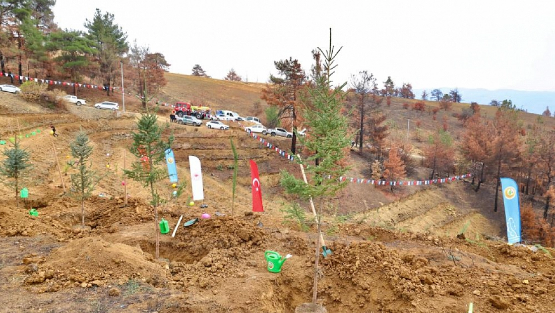 Yanan alanlara fidanlar dikildi