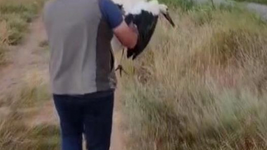 Yaralı halde bulunmuştu, tedavisinin ardından doğaya salındı