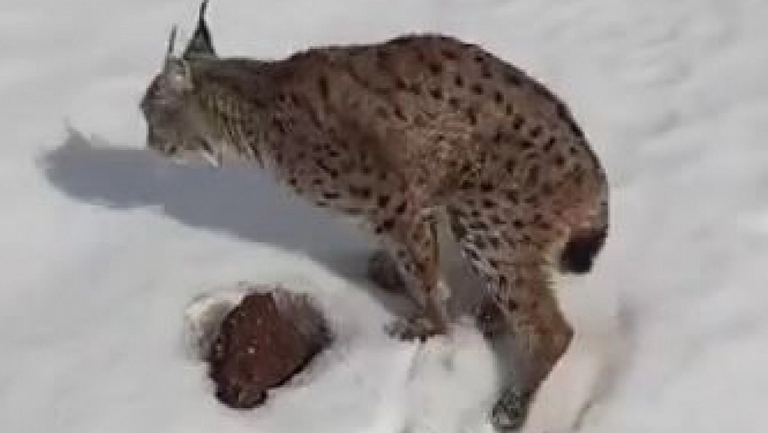 Yaralı vaşağı fark eden tır sürücüsünden örnek davranış