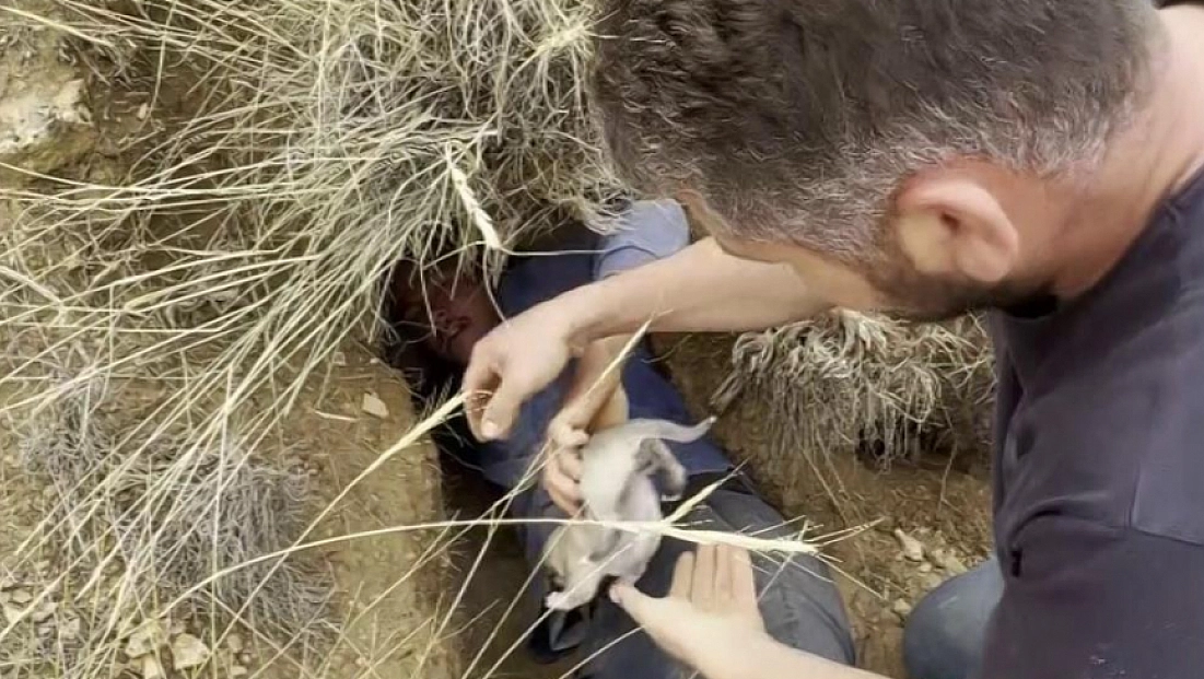 Yer altındaki yuvadan kangal yavruları çıktı!