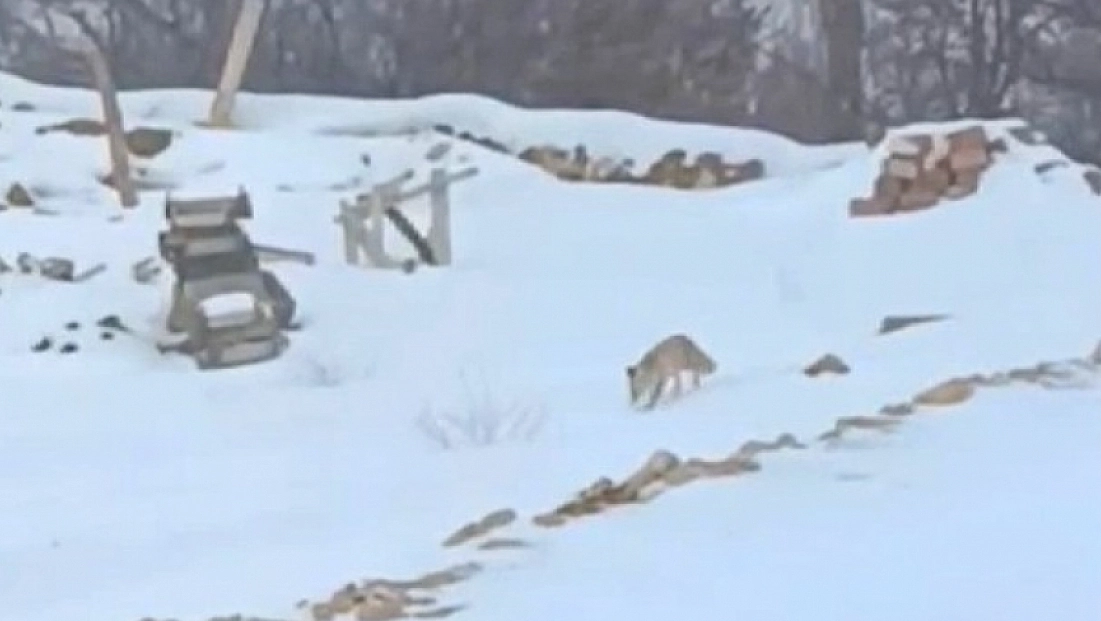 Yoğun kar yaban hayvanlarını aç bıraktı