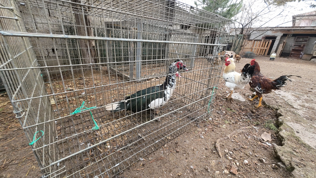 Yozgat’a döndü, binlerce hayvan üreterek geçimini sağlıyor