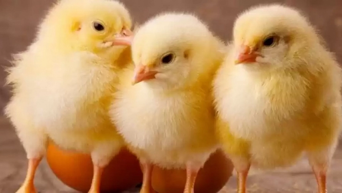 'Yumurta mı Tavuktan Çıktı Yoksa Tavuk mu Yumurtadan Çıktı?' Tartışması Tarih Oluyor!