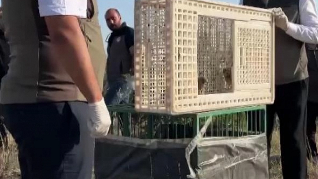 Yuvadan düşen iki kerkenez yavrusu doğaya bırakıldı