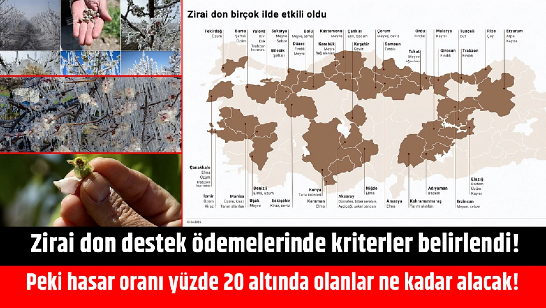 Zirai don destek ödemelerinde kriterler belirlendi! Peki hasar oranı yüzde 20 altında olanlar ne kadar alacak!