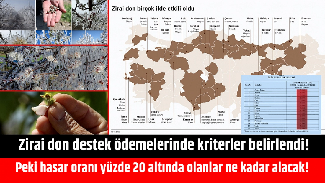 Zirai don destek ödemelerinde kriterler belirlendi! Peki hasar oranı yüzde 20 altında olanlar ne kadar alacak!