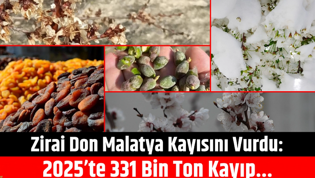 Zirai Don Malatya Kayısını Vurdu: 2025’te 331 Bin Ton Kayıp