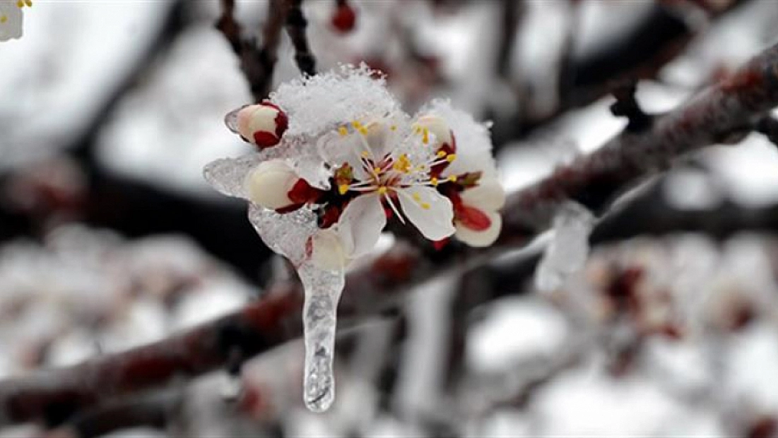 Zirai don ödemeleri Malatya'da çiftçileri mağdur etti! Ödeme alamayanlar mı var?