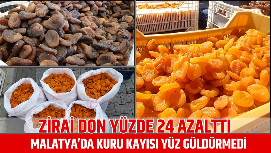 Zirai don yüzde 24 azalttı: Malatya’da kuru kayısı yüz güldürmedi