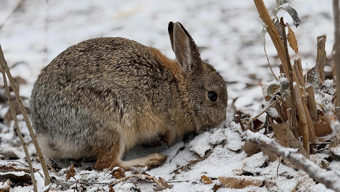 Malatya’da ekipler sahada: Yaban hayvanları unutulmadı