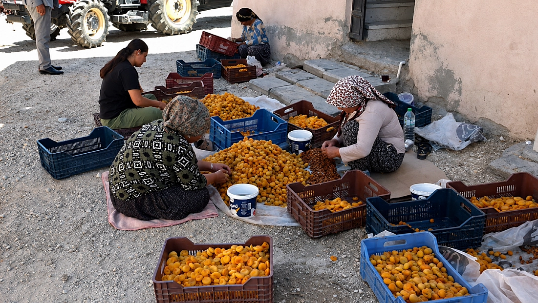 Malatya’daki kayısı üreticilerinden tepki: ‘Kuru kayısı en az 400 TL olmalı’