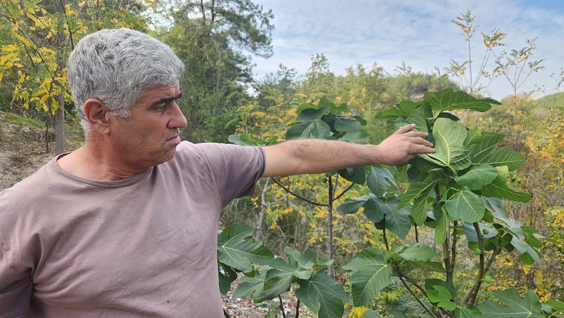 Mevsimi şaşıran incir ağaçları meyve verdi
