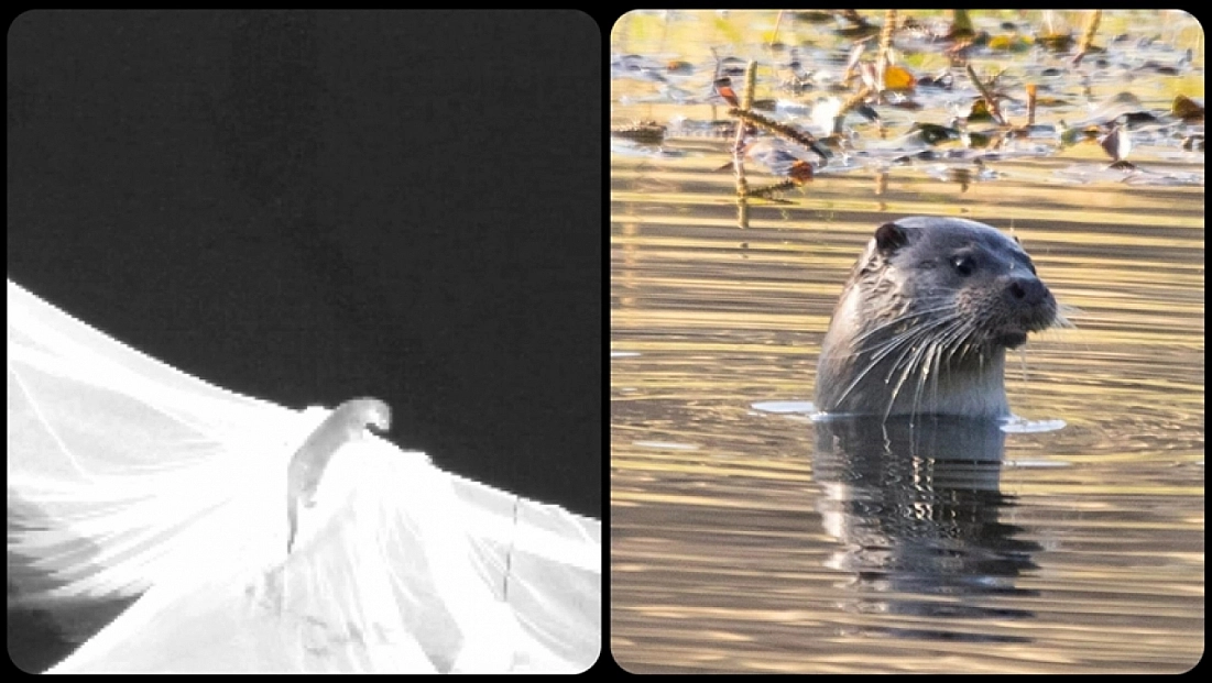 Nesli tehlike altındaydı… Elazığ'da görüntülendi