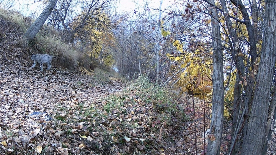 Ormanın Hayaleti görüntülendi