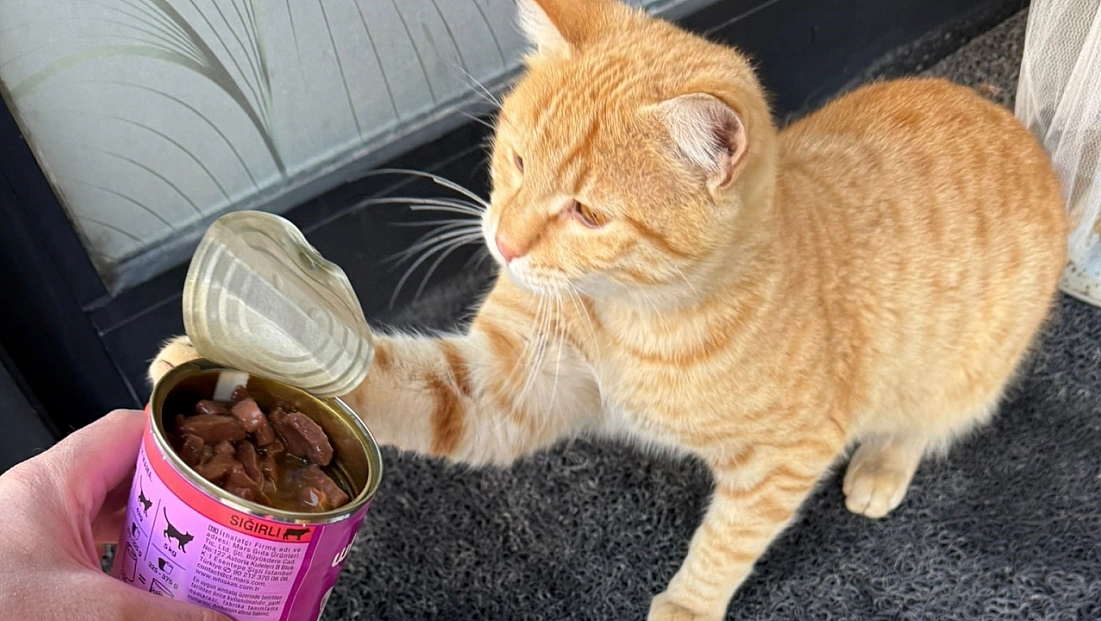 Soğuk havada sokak hayvanları unutulmadı!