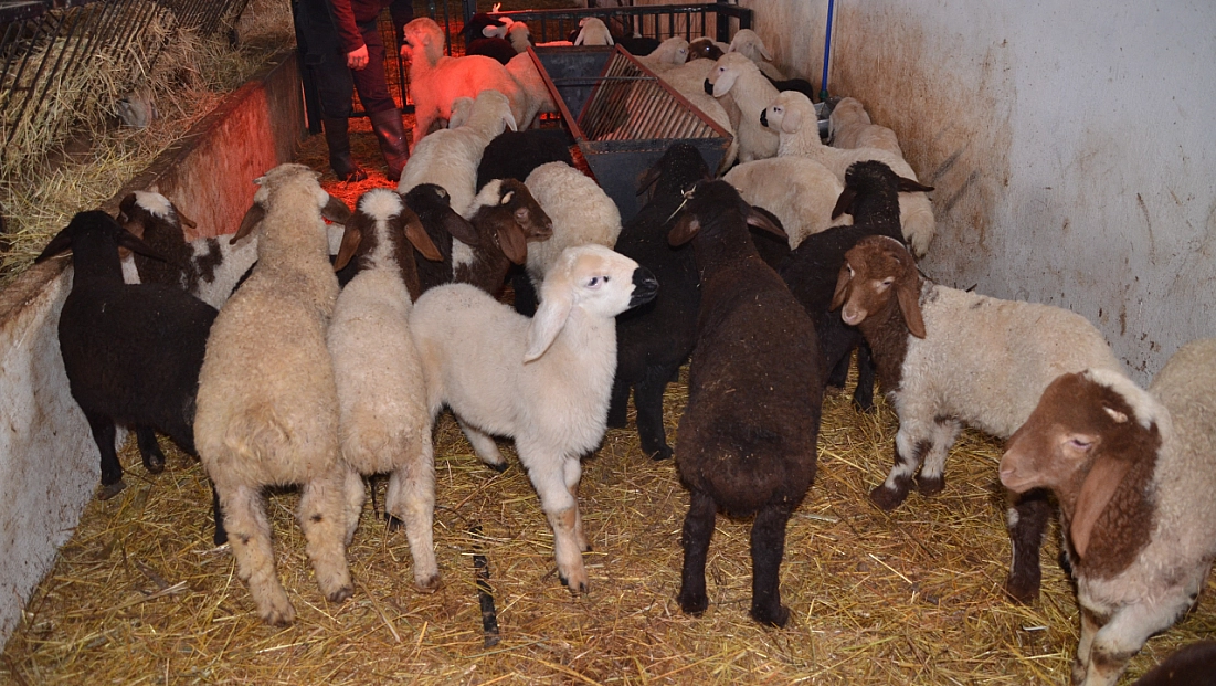 Sütçü koyunlar ilk kuzularını dünyaya getirdi