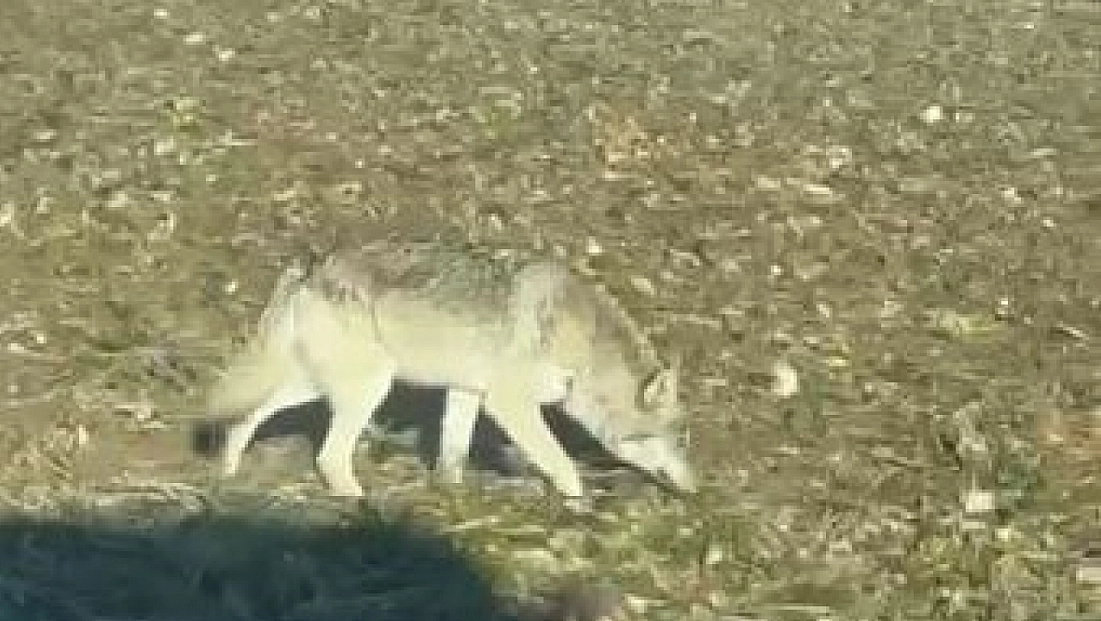 Tehlike çanları çalıyor: Aç kalan kurtlar şehir merkezine iniyor!