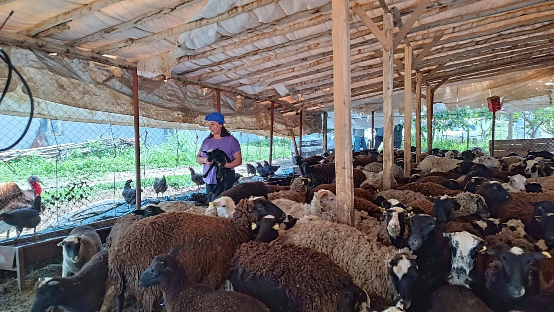 Devletten aldığı destekle hayallerine kavuştu! 10 hayvandan 2 bin hayvana ulaştı