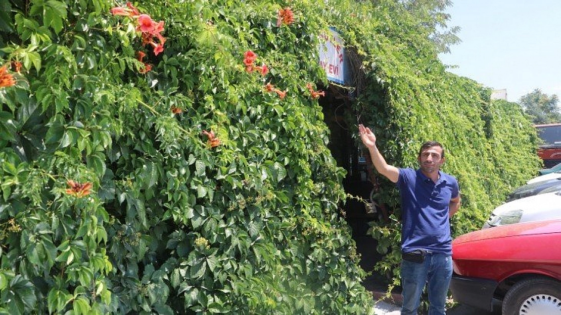 6 yılda her yeri kapladı