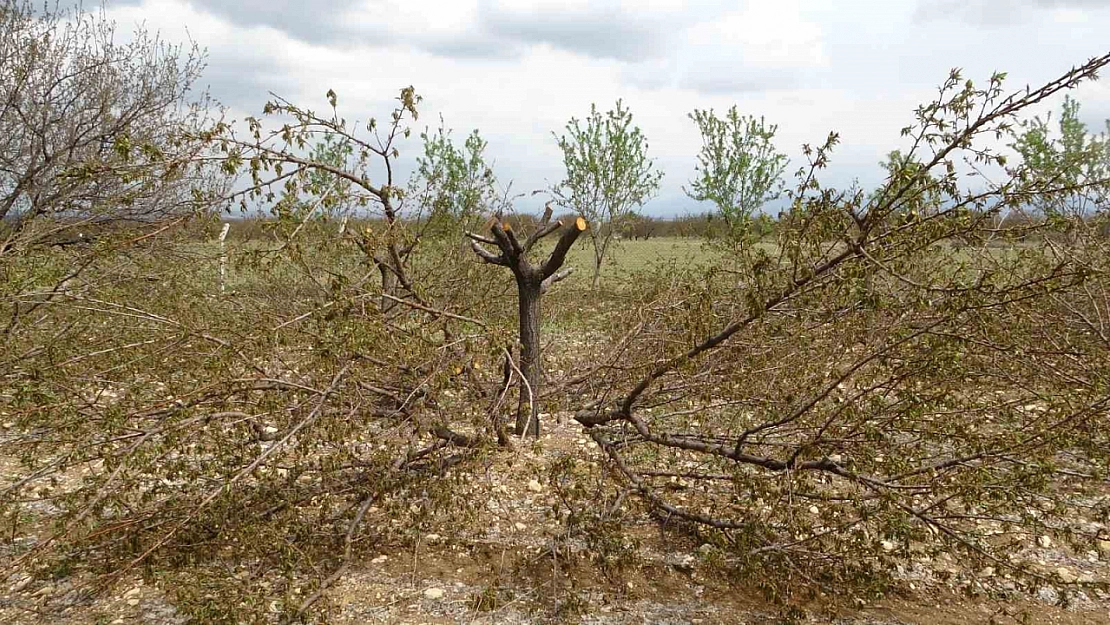 Ağaçlarını kurtarmak için budama yapıyorlar
