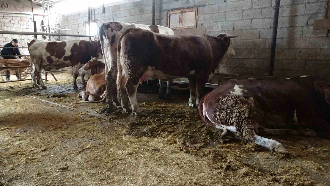 Ahırda ihmal 750 bin liraya mal oldu: 4 büyükbaş hayvan telef oldu