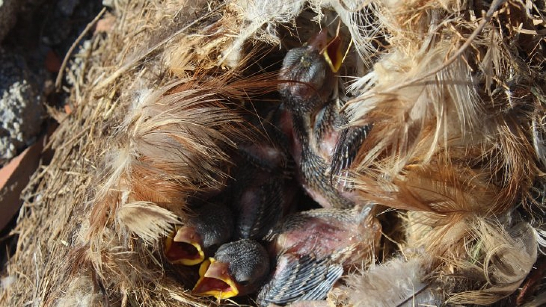 Çatı onarımı yavru kuşlar için durduruldu