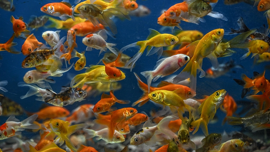 Çocukların Hastane Korkusu Japon Balıklarıyla Azalıyor