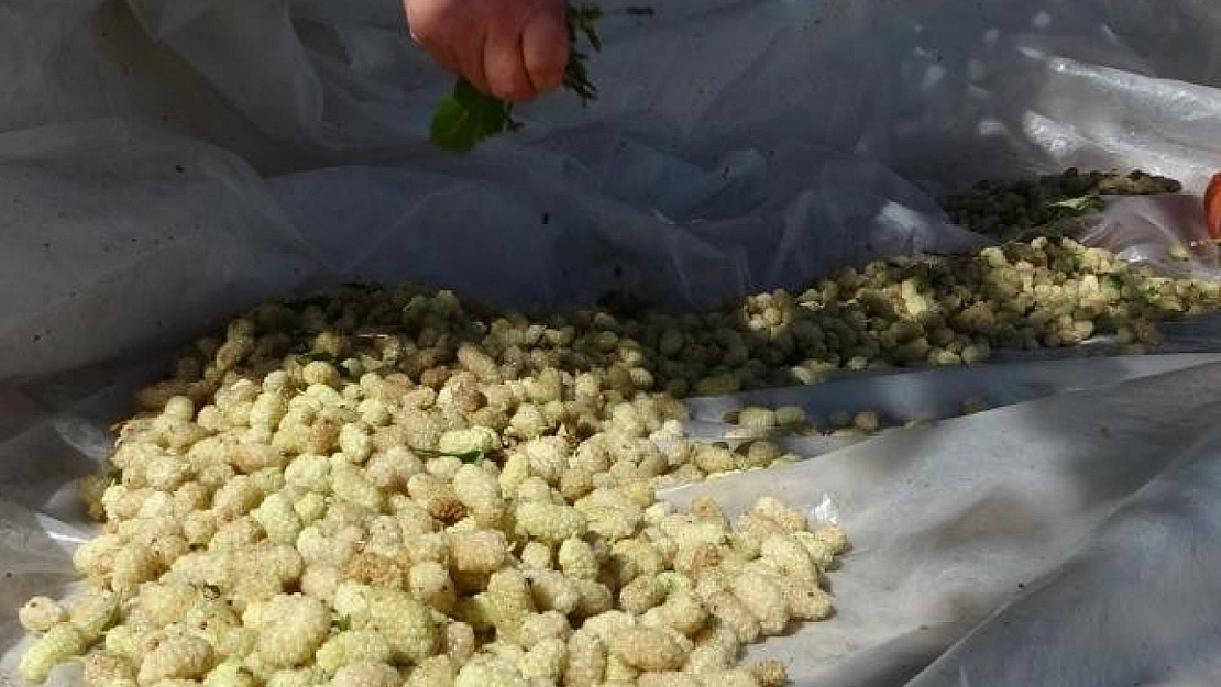 Damda 3 gün bekliyor, katkısız hazırlanıyor: Malatya'nın meşhur dut pekmezi 500 TL'den alıcı buluyor