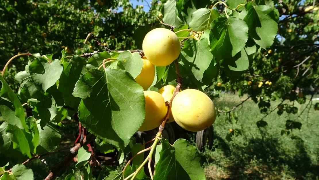 Don vurdu, stoklar kurtardı: Malatya'da 6 ayda 150 milyon dolar kazanç