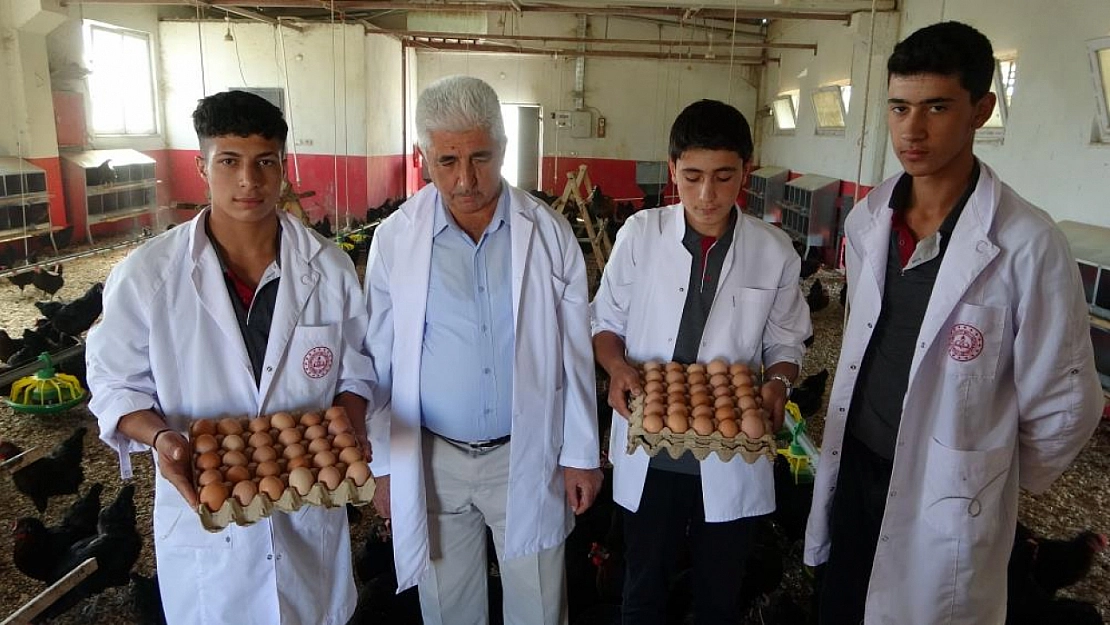 Eğitimle üretimi buluşturan okul: Günde bin yumurta üretiliyor