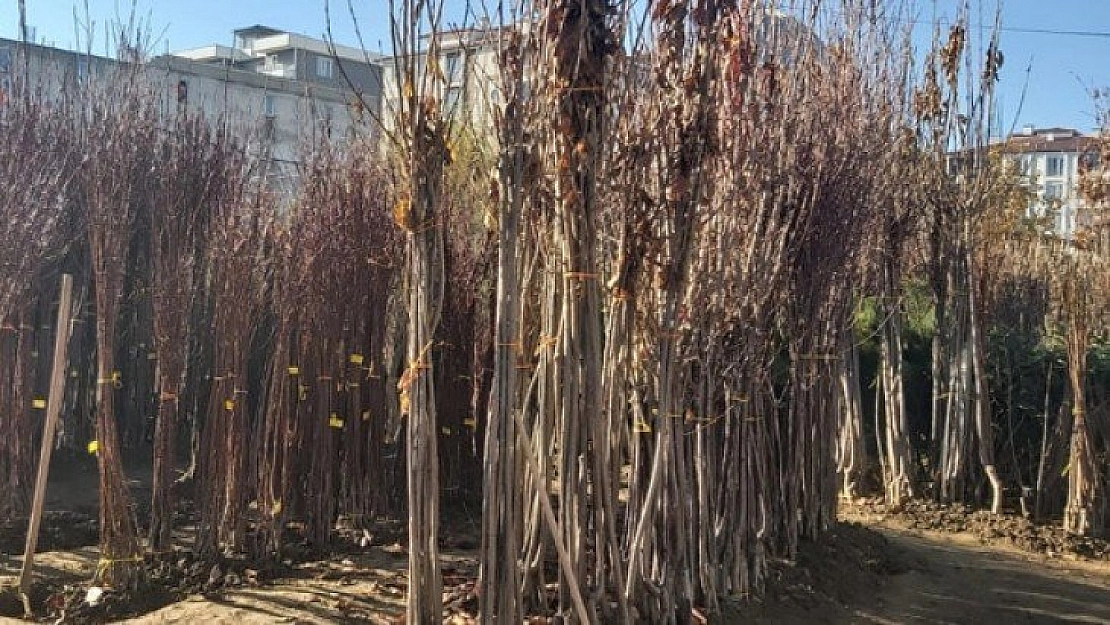 Fidan satışları arttı