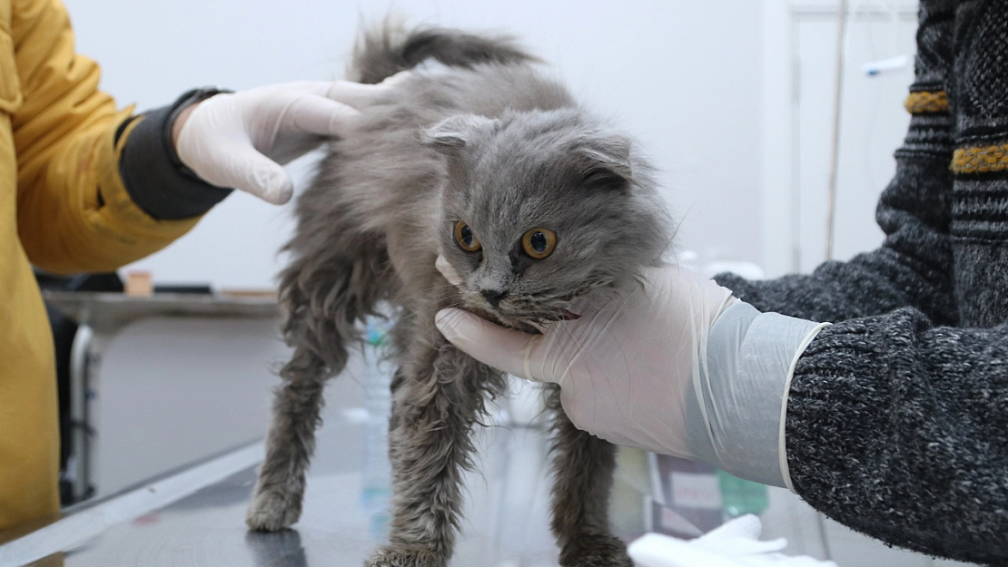 Gönüllüler hayvanların yaralarına merhem oluyor