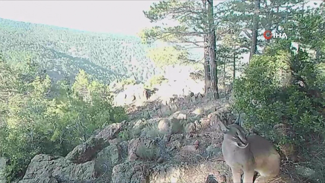 'Karakulak' fotokapan görüntüleri