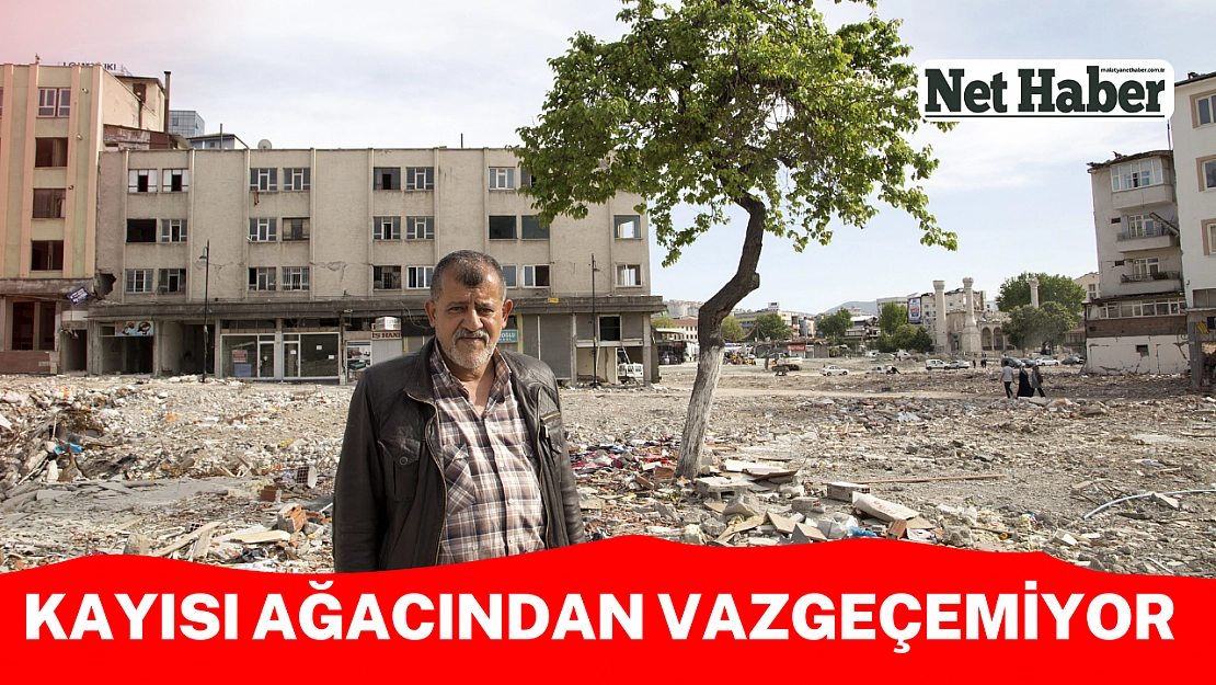 Kayısı ağacından vazgeçemiyor