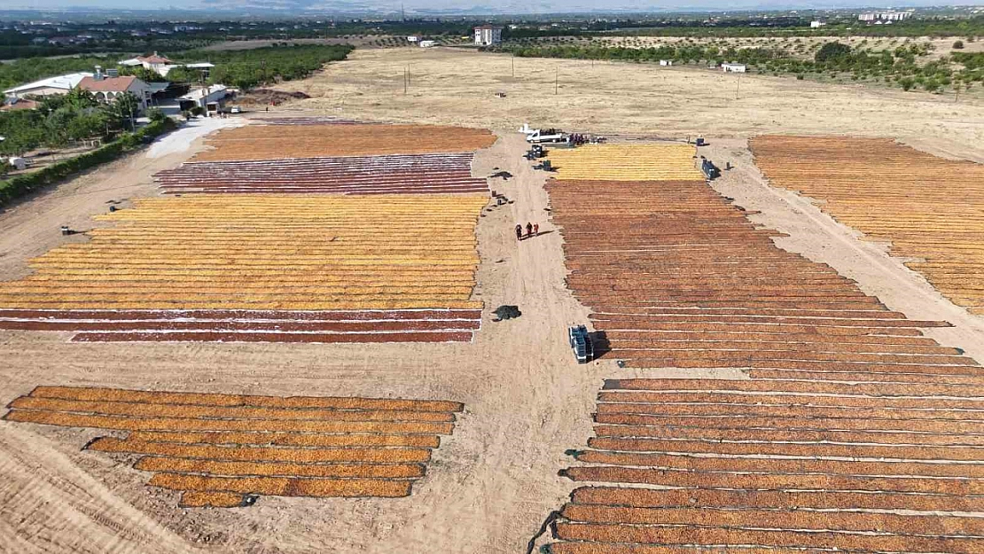 Malatya'da altın sarısı ovalar havandan görüntülendi: Kilometrelerce uzanan sergenler nefes kesti