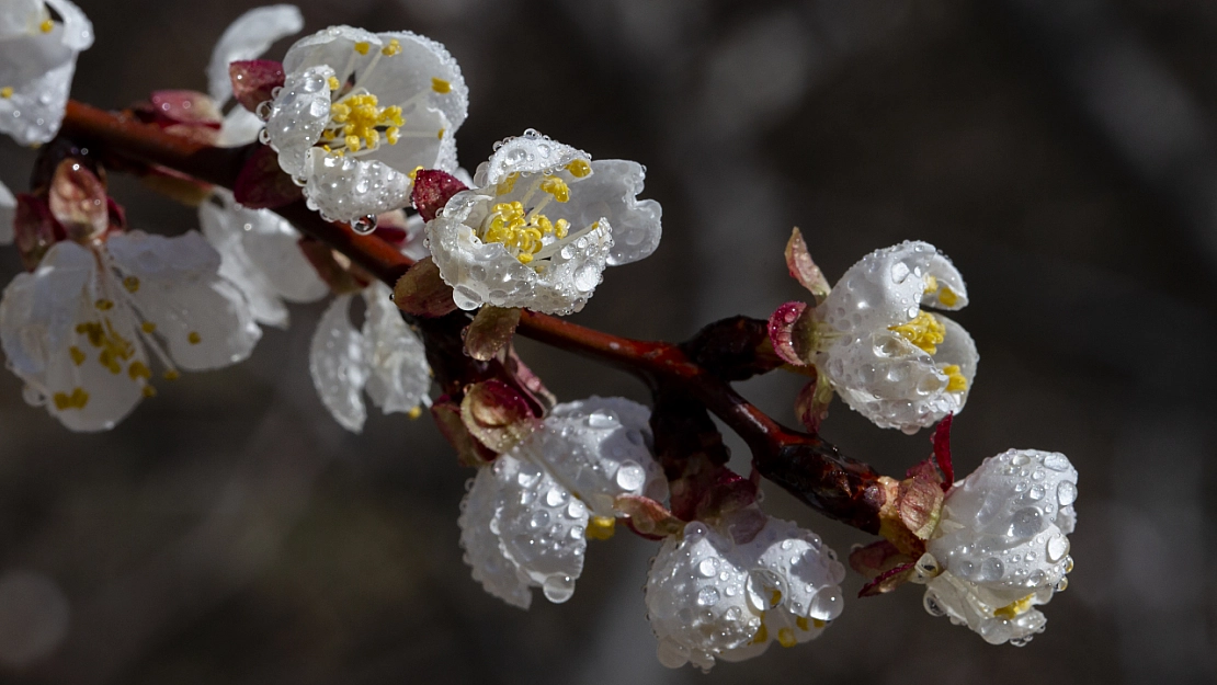 Malatya kayısı ağaçları çiçek açtı!