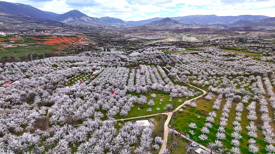 Malatya'da 2 Milyon Kayısı Ağacı Çiçek Açtı