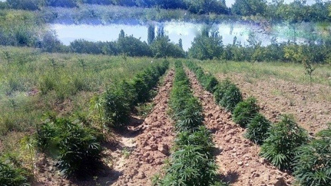 Esrar ve kenevir ele geçirildi