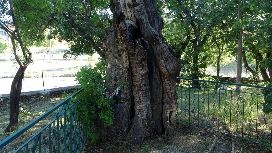 Malatya'da 800 yıllık 'Menengiç ağacı' zamana direniyor
