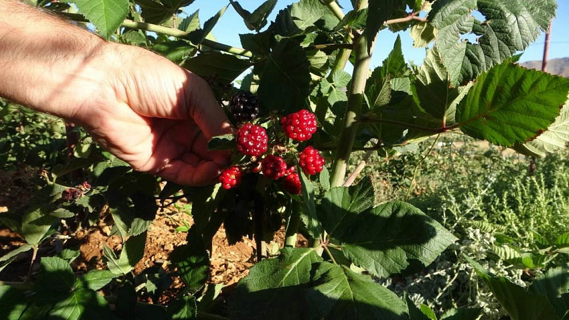 Malatya'da alternatif tarımda yeni sayfa: Üreticiler üzümsü meyvelere yöneliyor