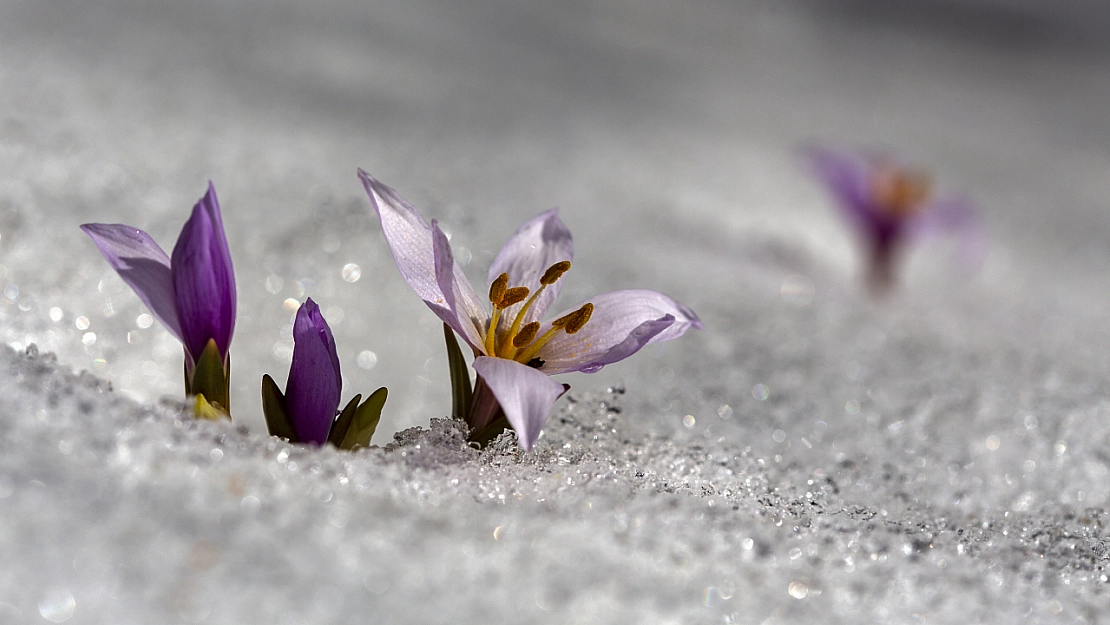 Kardelenler açtı, Malatya bahara merhaba dedi