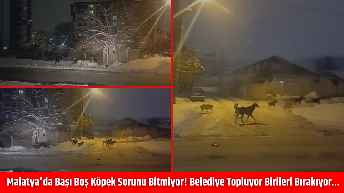 Malatya'da başı boş köpek sorunu bitmiyor! Belediye topluyor birileri bırakıyor…