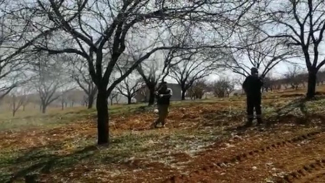 Kayısıda ilaçlama başladı