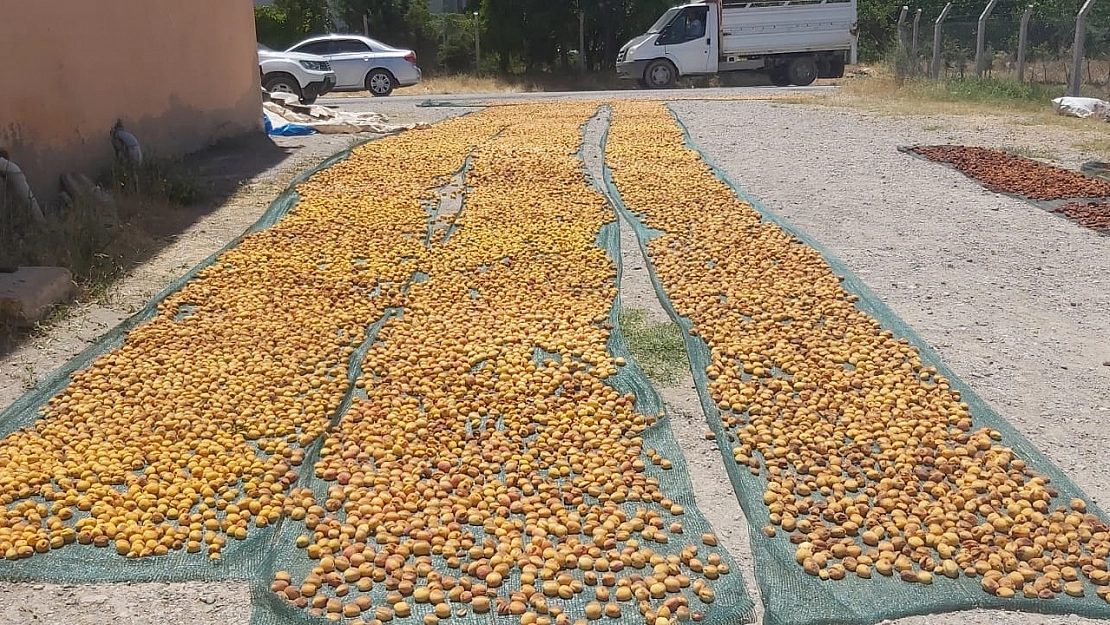 Malatya'da dondan etkilenmeyen tek bölgeydi Kayısı hasadı başladı....!