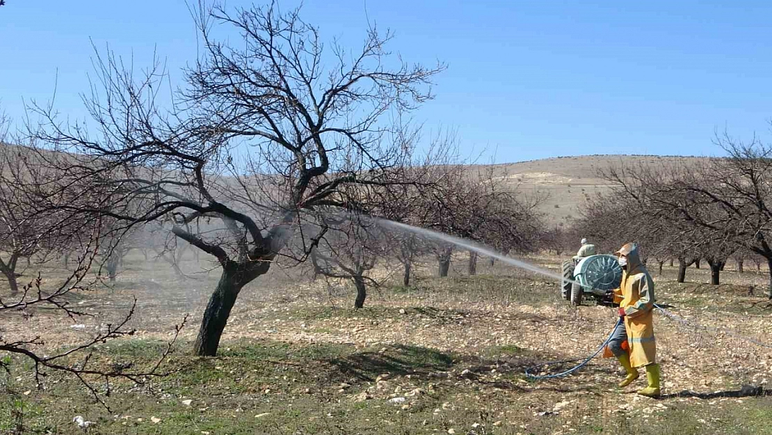 Kayısılar erken tomurcuklandı! Üreticiler ilaçlamaya başladı..!